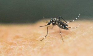 Phát hiện vi khuẩn có thể diệt muỗi mang mầm bệnh sốt xuất huyết
