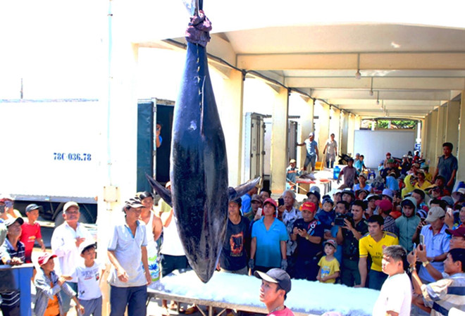Ngư dân Phú Yên câu được cá ngừ vây xanh nặng kỷ lục 367 kg